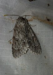 Acronicta americana