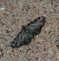 Pasiphila rectangulata