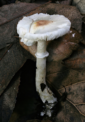 Leucoagaricus