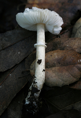 Leucoagaricus