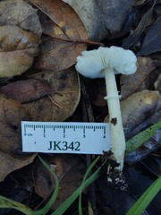 Leucoagaricus