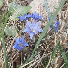 Gentiana zollingeri
