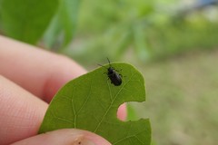 Microtheca ochroloma