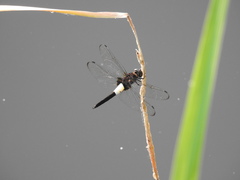 Pseudothemis zonata