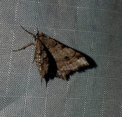 Macaria multilineata