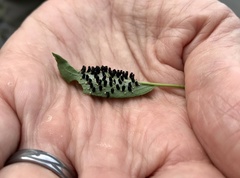Eulophus