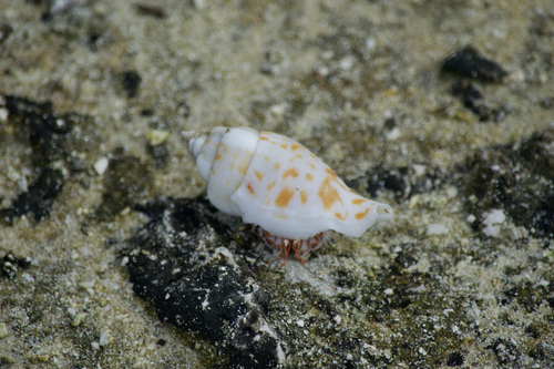 Gibberulus gibberulus observed 2021-07-23