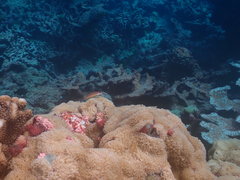 Thalassoma quinquevittatum