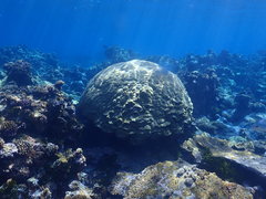 Porites lobata