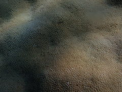 Porites lobata