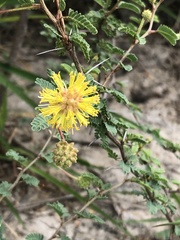 Prosopis reptans
