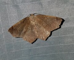 Antepione thisoaria