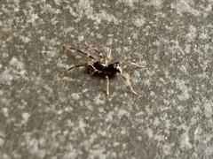 Oedignatha scrobiculata