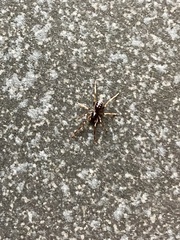 Oedignatha scrobiculata