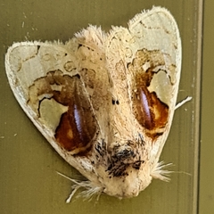 Arrhenophanes perspicilla