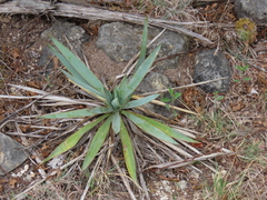 Yucca pallida