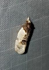 Henricus edwardsiana