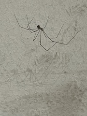 Crossopriza