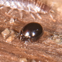 Galumnidae