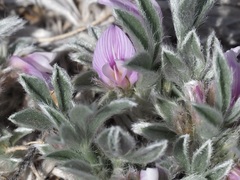 Astragalus tridactylicus