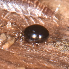 Galumnidae