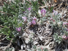 Astragalus tridactylicus