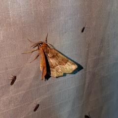 Metarranthis hypochraria