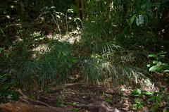 Exocarya sclerioides