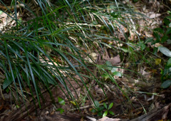 Exocarya sclerioides