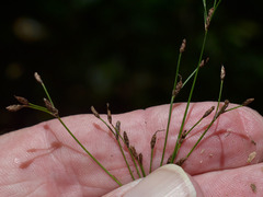 Exocarya sclerioides