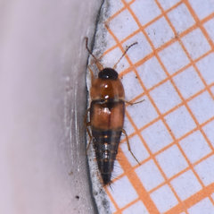 Tachyporus dispar