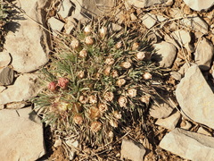 Townsendia hookeri