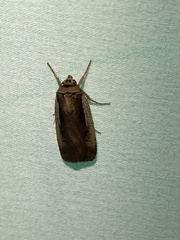 Ochropleura