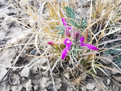 Dalea pogonathera