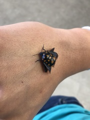 Pachycoris
