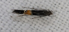 Cosmopterix macrula