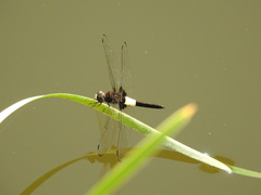 Pseudothemis zonata