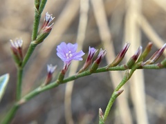 Limonium duriusculum