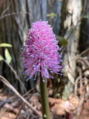 Helonias bullata