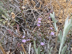 Limonium duriusculum