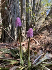 Helonias bullata