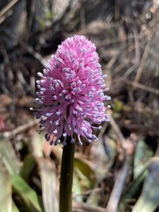 Helonias bullata