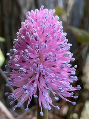 Helonias bullata