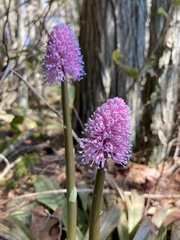 Helonias bullata