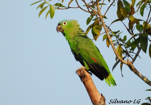 Mealy Parrot (Cerrado, Itenez) · iNaturalist