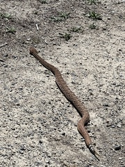 Crotalus ruber ruber