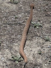Crotalus ruber ruber