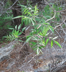 Rhus lanceolata