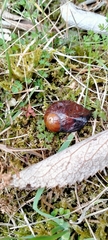 Wainuia