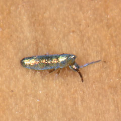 Lepidocyrtus paradoxus